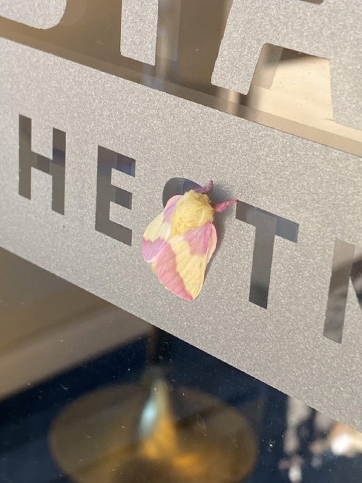 Daily Moths (@moths_daily) on Twitter photo 