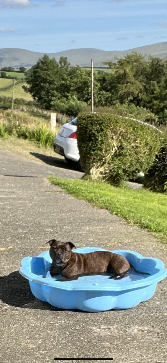aweegem's tweet image. Cooling down #heatwave #DogsofTwittter #Ireland