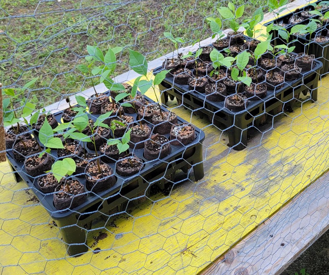 amahort's tweet photo. Ellepot Manager, Craig Willett has rescued some of his Paw Paw & Kentucky Coffee after the squirrel attack out behind our shop. Chicken wire should keep them safe. #RootSmart™ #Ellepots #Sustainable #Horticulture #HealthyTrees https://t.co/XtJ2rPENg3 https://t.co/ywyJVQPvwI