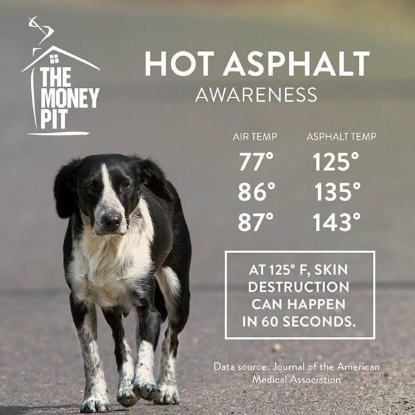 Please retweet, hold the back of your hand on a hot pavement. If it's too hot to hold it there for 7 seconds, it's too hot for your dog's paws!! 🐾🔥🐾🔥🐾 #dogs #heatwave