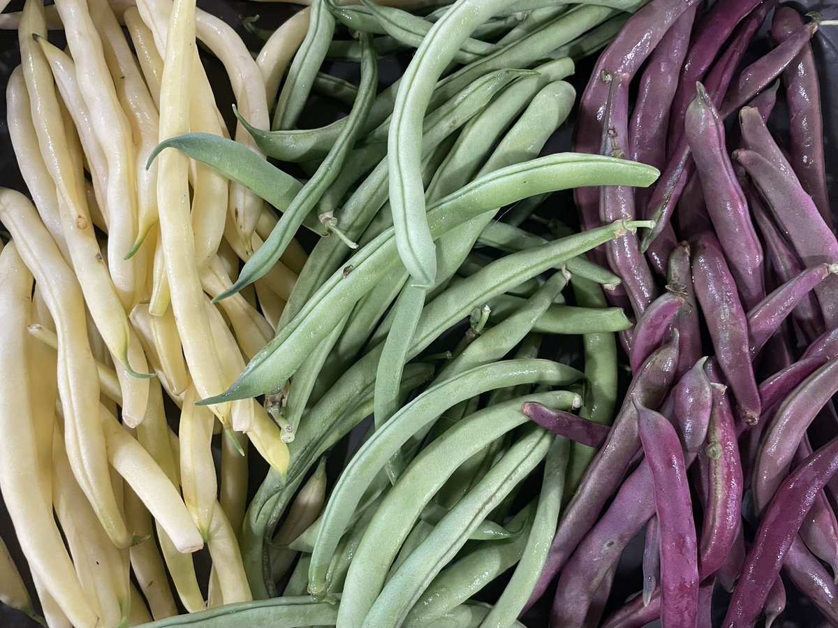 You’ve BEAN told to eat your fresh veggies! It’s easy to do so at 173 Brookfield Road. 

Look at these beautiful beans! Grown right here on the farm.