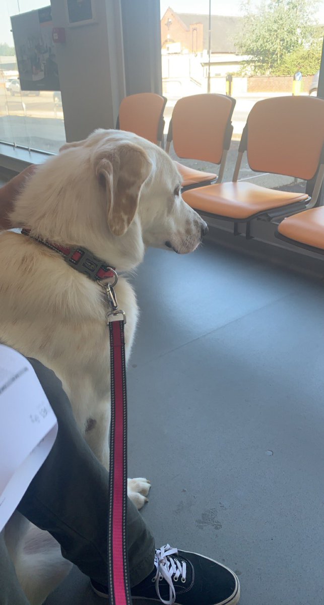 This really isn’t the news I wanted to be sharing with you, Judy had her 8 week check up x-rays and well things haven’t gone to plan the implant didn’t fuse with bone but in fact has broken, she has had operation to fix it but if it doesn’t go well she will lose her leg. 🐾