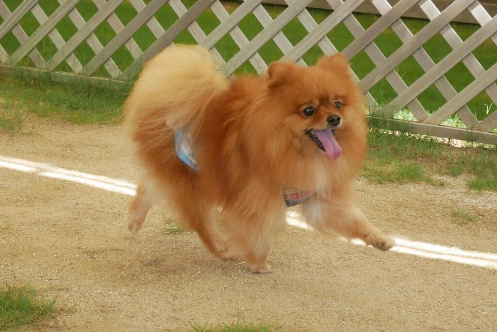 ドッグラン カフェpesca Pescamomofamily Twitter ドッグラン カフェpesca Pescamomofamily Twitter