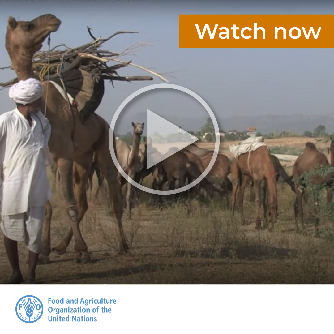The #livestock sector contributes to the #FourBetters:

🐐Better production
🐓Better nutrition
🐑Better environment
🐫Better life for all

Want to know how? FMI 👇🎬

bit.ly/3ztgh8R