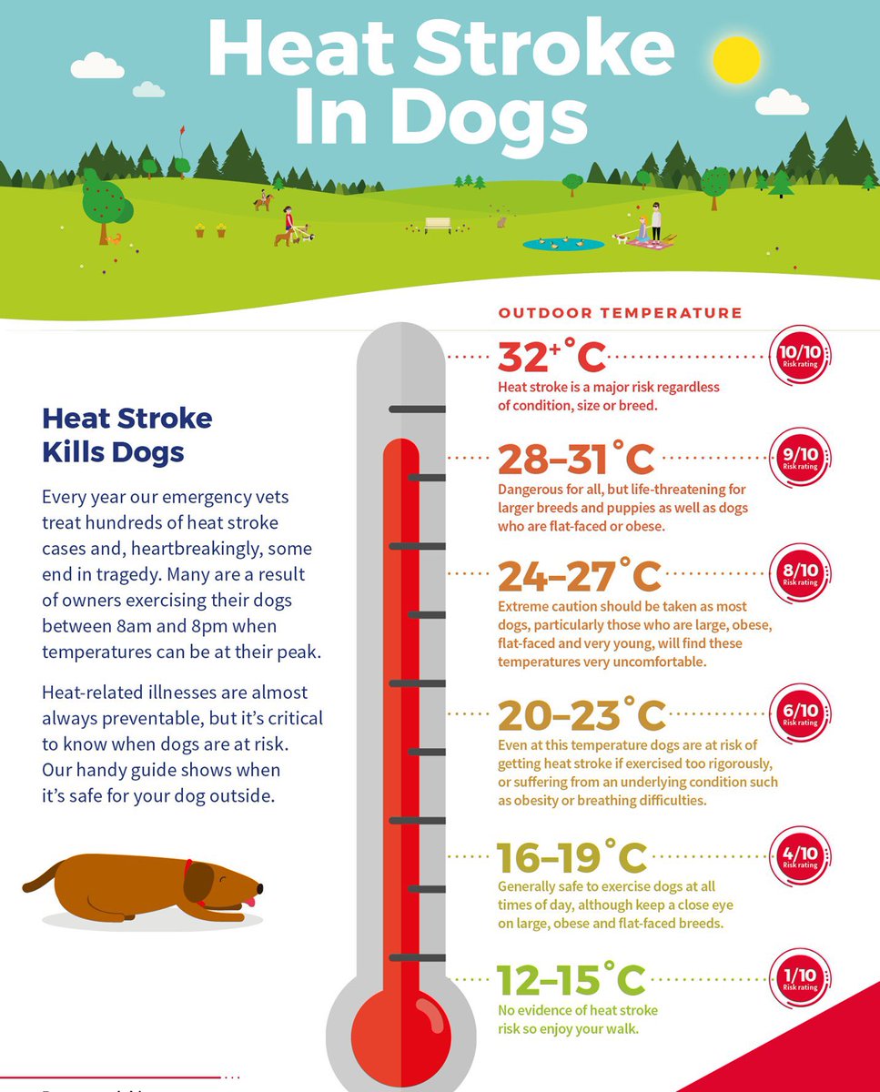 Judging by the amount of people currently out walking their dogs this is an important reminder from <a href="/IrishBlueCross/">The Irish Blue Cross</a> about dogs and #heatwaves ⬇️⬇️