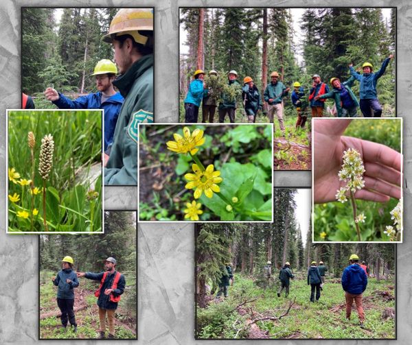 GMUG_NF's tweet photo. Forest preservation & health takes a whole team! #GMUG Watershed & Timber Crews on the Grand Mesa NF share knowledge & best practices for natural resource management.
#WholeTeamApproach #Teamwork #WorkingTogether #GMUGStrong #ForestPreservation
Photo Credit: A. Weickhardt https://t.co/JVCTYyGuMP