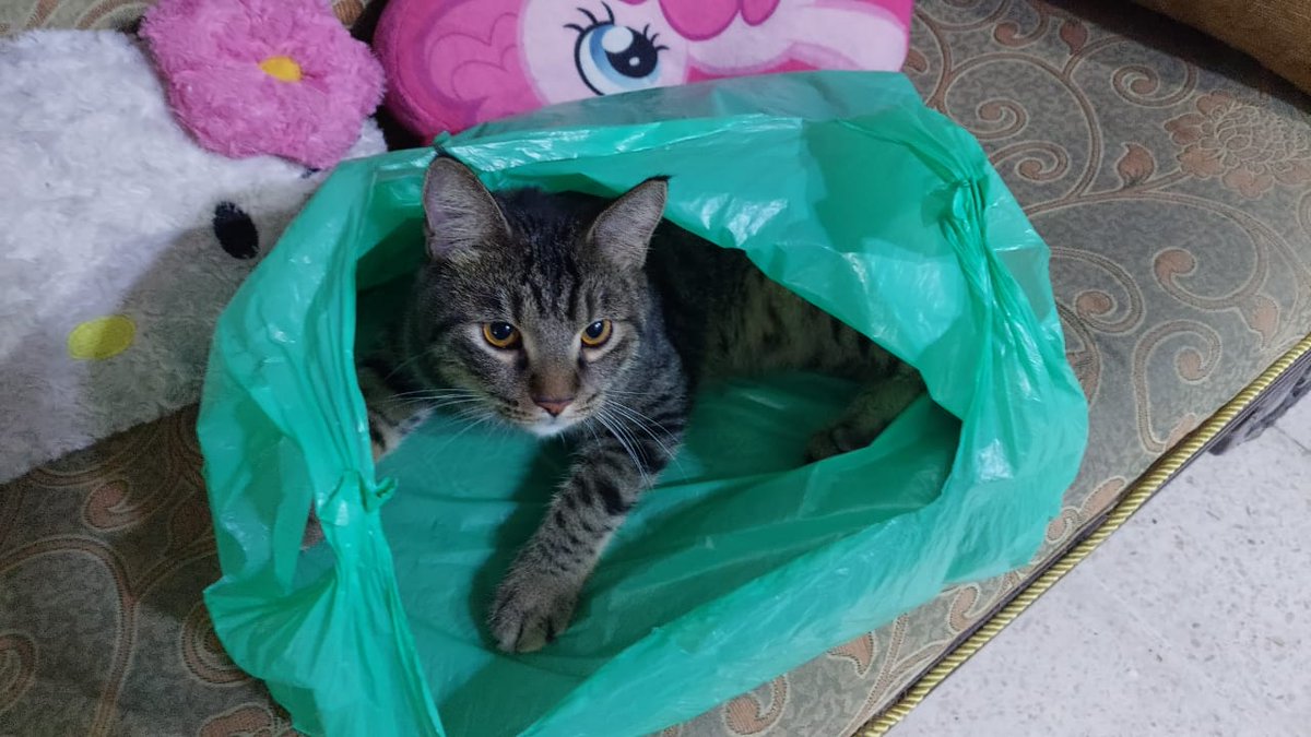 Mili,Bas,Picco,Oyen tweet media
