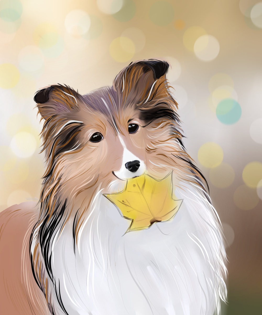 koorymi's tweet photo. Day 1 9f doggust. 
.
#shetlandsheepdog #Doggust2022 #doglover https://t.co/jXqX2t45kS