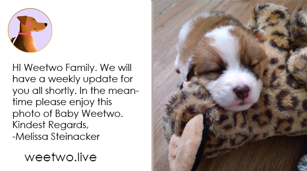 WeetwoCares's tweet photo. #veterinarian #crypto #altcoin #weetwo #trading #cryptocurrency #Bitcoin2022 https://t.co/FnVa0SCknc