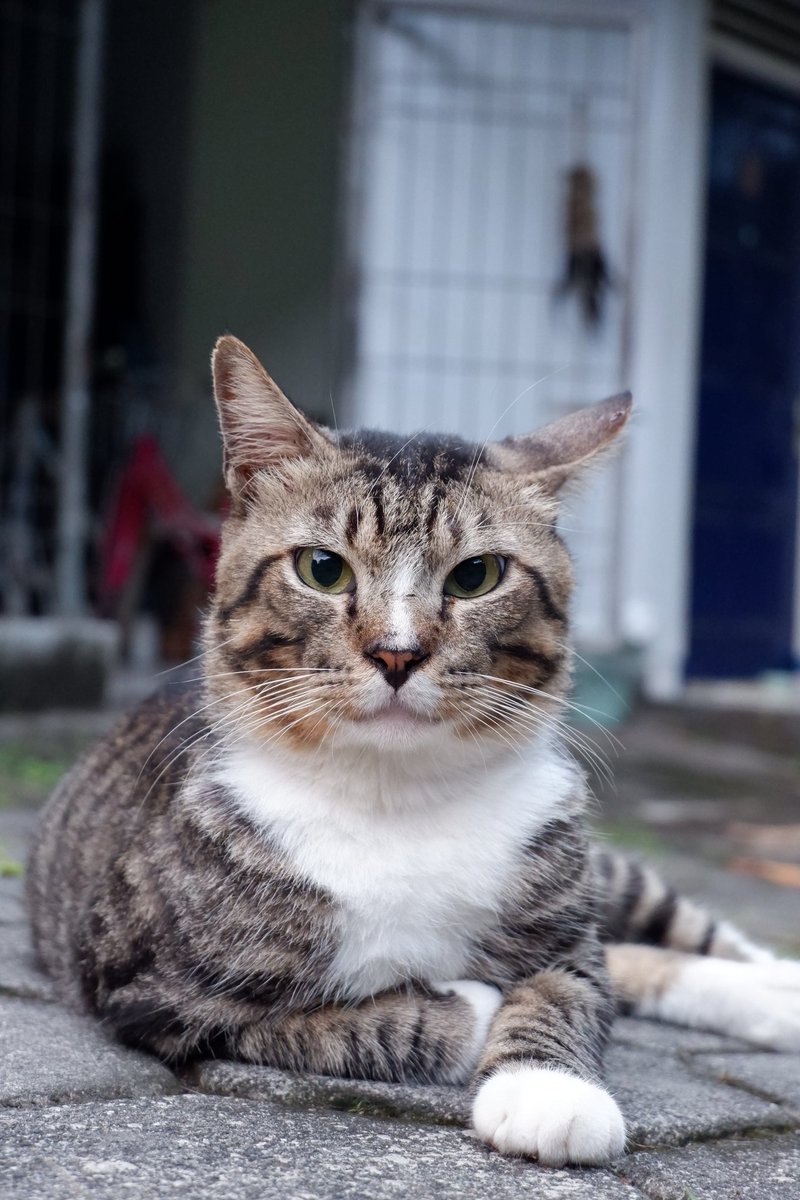 kochengfs's tweet photo. 🐈 Di kostku banyak yang pelihara kucing dan banyak juga stray cat (udah disteril) yang ditinggal di lingkungan kostku. Salah satunya si pak Broto ini, dia baiiiik dan ramah banget! 😻 https://t.co/SWoG2kbIYq