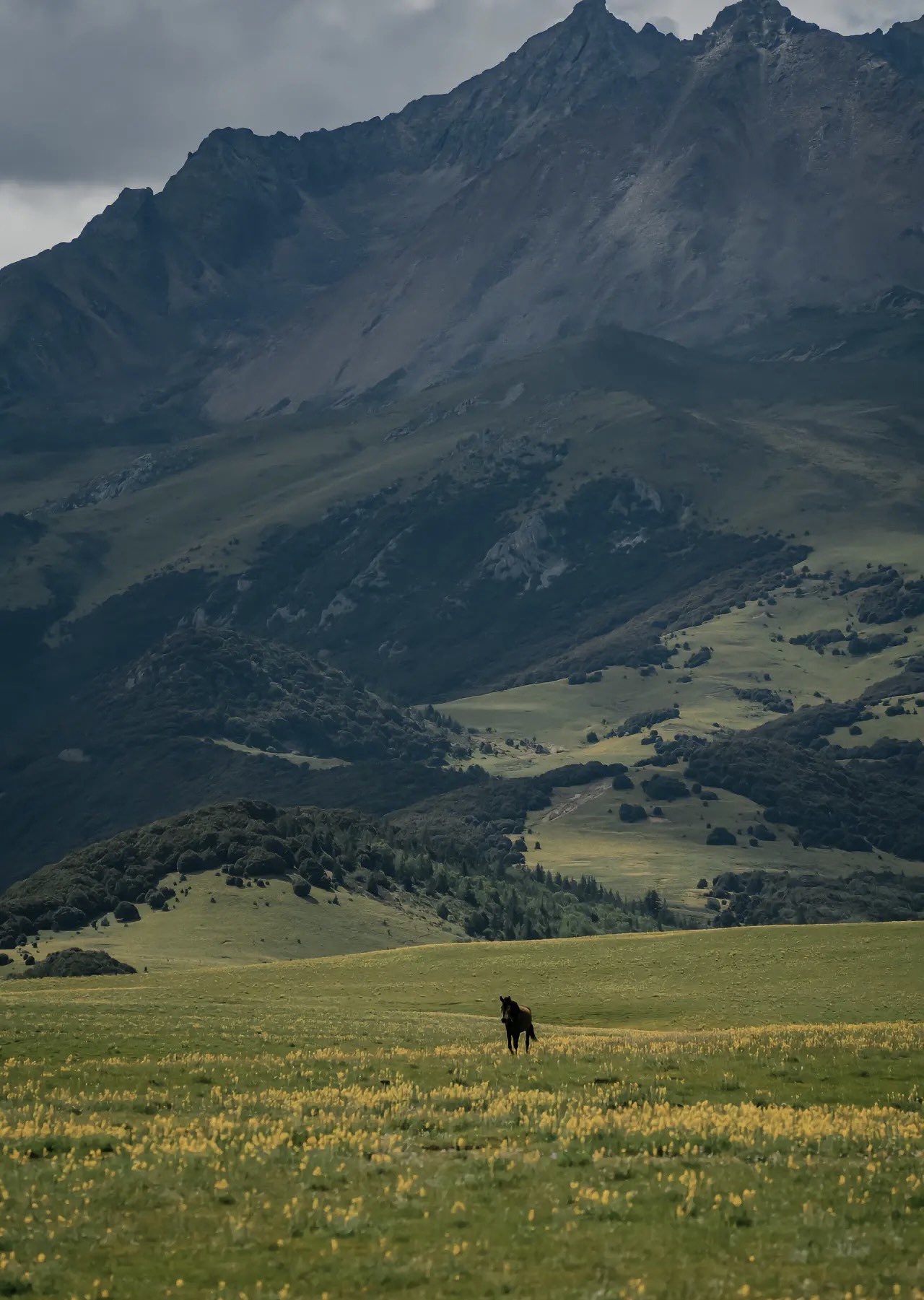 理塘 Twitter Search Twitter