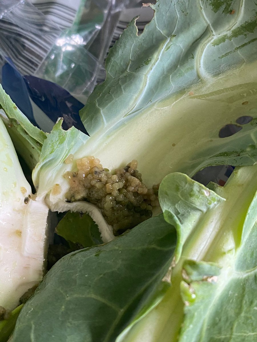 DarkArc90's tweet photo. @AldiUK I bought two cauliflowers from you last Saturday and whilst I was preparing them I found what appear to be eggs and either a maggot/caterpillar on both. Please don't sell them in this condition. https://t.co/re2bGeccCx