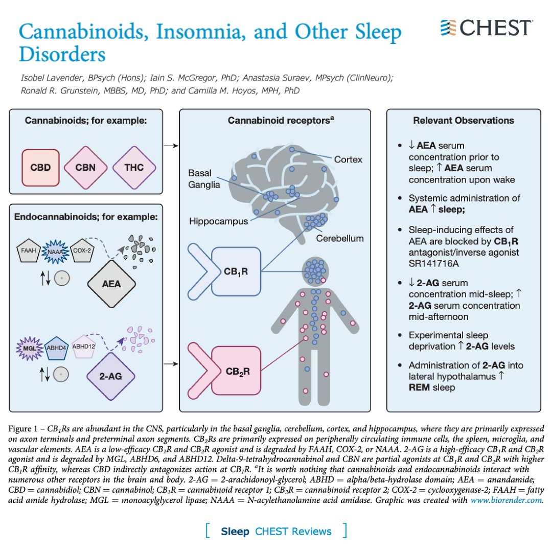 "The endocannabinoid system has an emerging role in regulation of the sleep-wake cycle." This #CHESTReview from the August issue summarizes evidence for the use of cannabinoids for sleep disorders and discusses practical considerations for prescribers: hubs.la/Q01jwGBb0