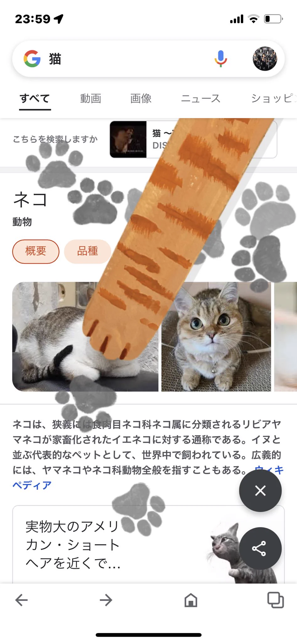 @NekoG_staff ギリ検索できた猫🐱
可愛いかった💕 