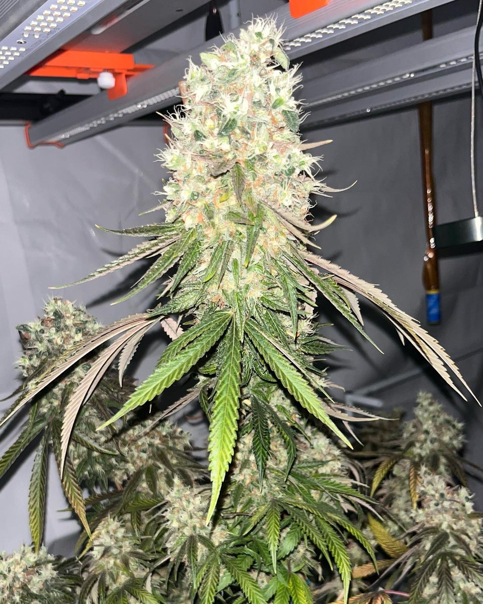 CG_Grow's tweet photo. Purple Lemon Cake x Red Velvet Tart night shot https://t.co/f8oBDIkJTu