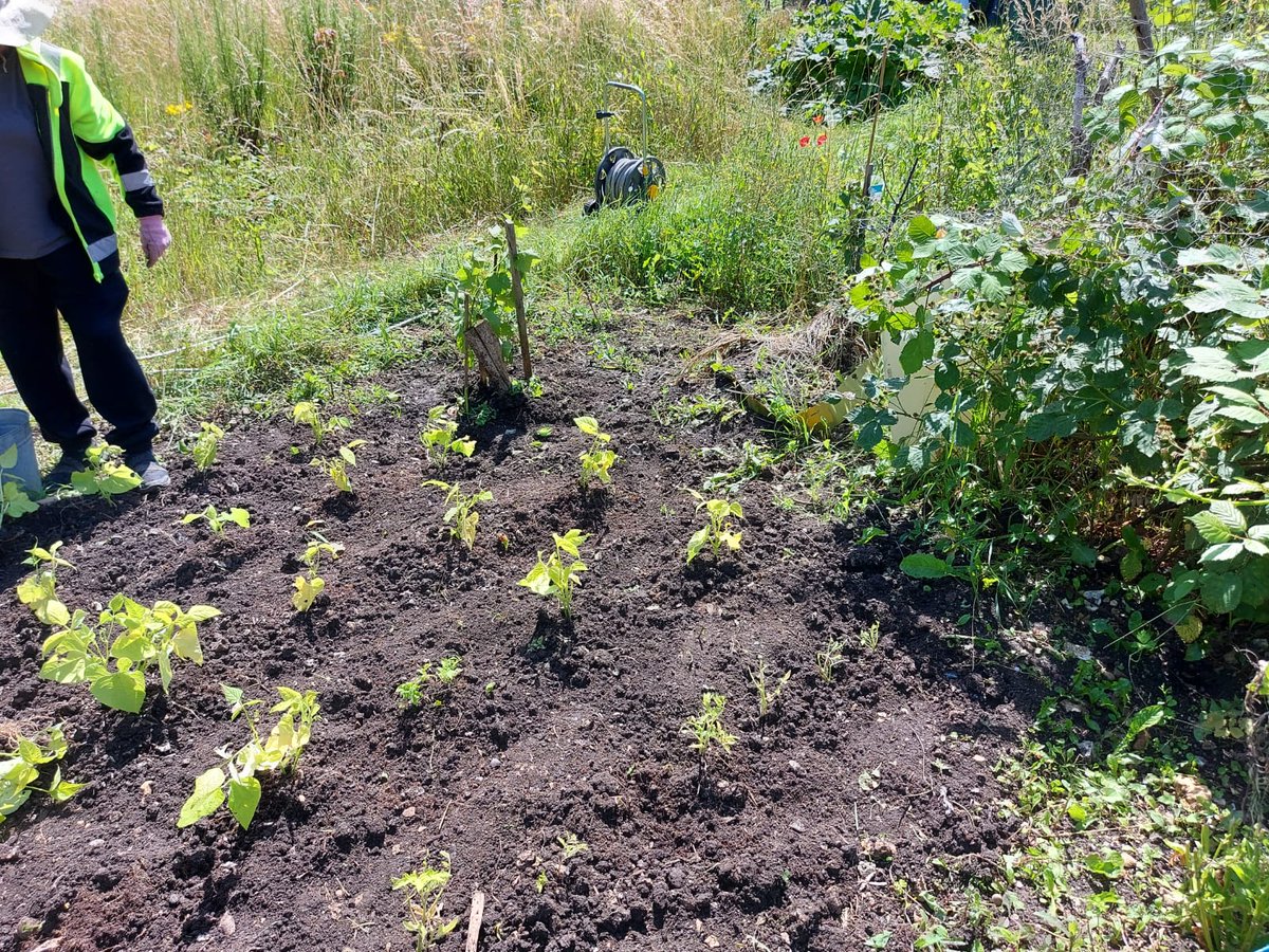 Fancy growing your own vegetables but don’t know how? Find out about our Grow it, Cook it, Eat it project at: buckinghamshire.gov.uk/grow-cook-eat 
We have 5 growing sites, it’s all free and help is on-hand to get you started. Everyone is welcome.