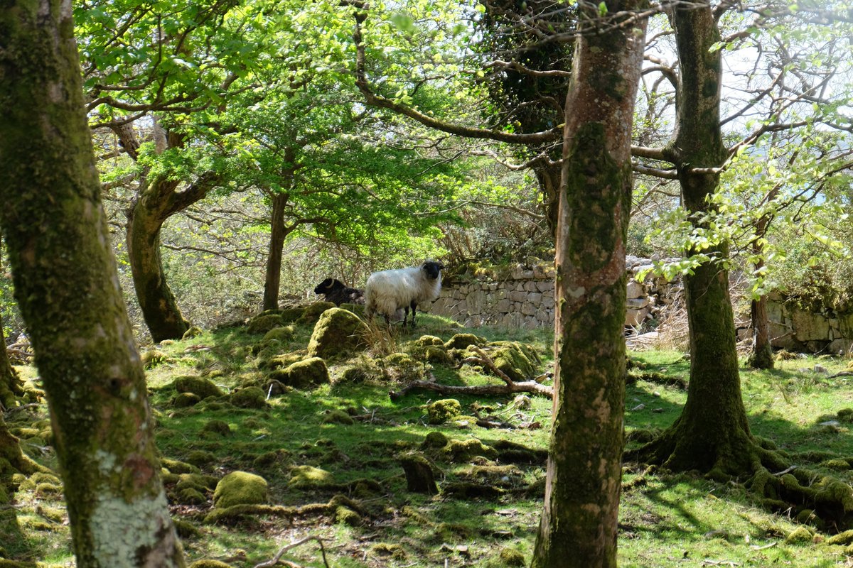 JDillonKnitwear's tweet photo. Another lovely summer day in Connemara and the sheep seem to be enjoying it just as much as we are!

#irishsummer #connemara #ireland #wool  #responsiblysourced #knitwear #juliedillonknitwear https://t.co/BF9yiizWh5