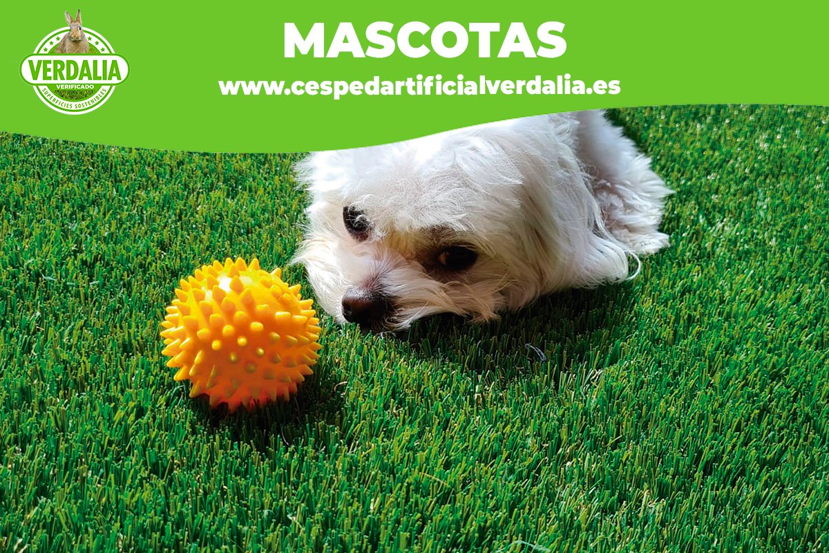 En <a href="/CespedVerdalia/">Verdalia</a> fabricamos modelos de césped artificial especialmente diseñados para mascotas.🐾

Te recomendamos:
#SILVA 40-27
#SILVA 35-20
#POA 35-15
#POA 39-17

cespedartificialverdalia.es 🍃