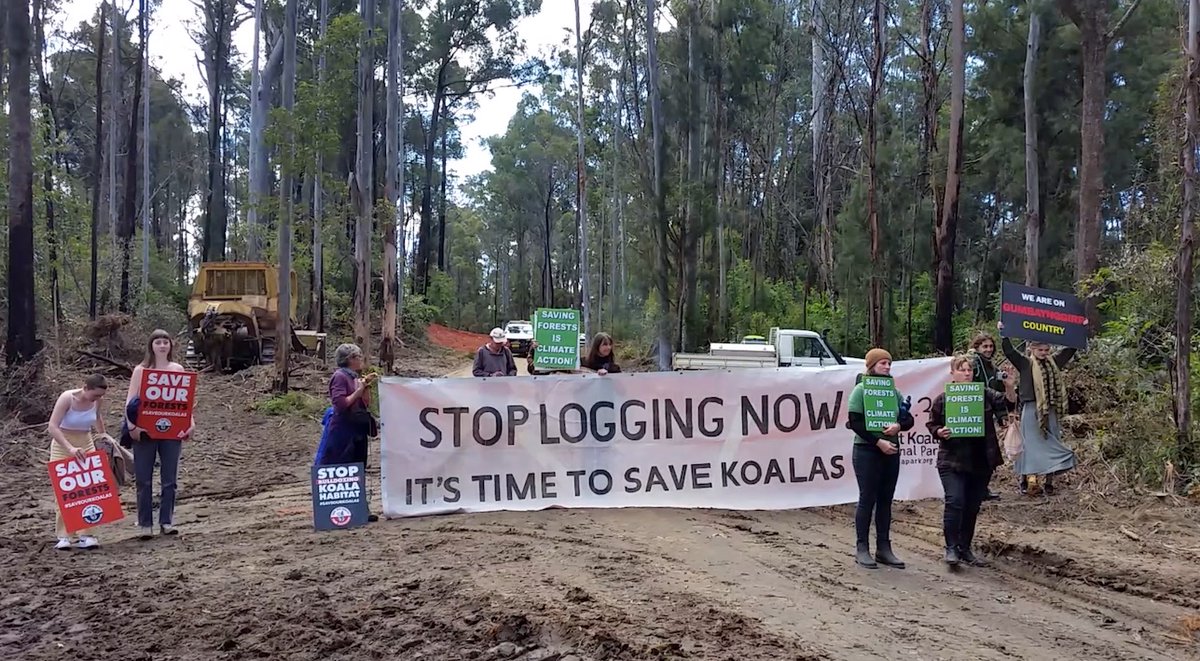 CloudsCreek's tweet photo. @katieqs I will always remember receiving your phone call, after you read about the logging of koala habitat at Clouds Creek in 2009. Your genuine concern and respect left a lasting impression. Thank you for your service.
📷 Still here 13 years later! #SaveKoalas #SaveGGs https://t.co/6p3m4K5GC5