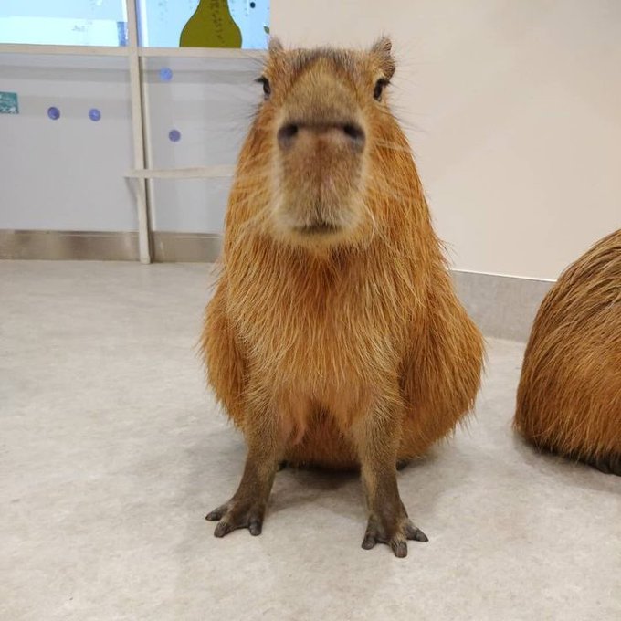 just look at those little feet https://t.co/KLplJyPyR6<a href="/tag/newprofilepic"class="tags"><span>#newprofilepic</span></a>