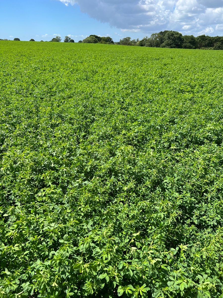 For anyone concerned about forage stocks due to the dry weather we have a large amount of lucerne hay and haylage available. An excellent feed with decent levels of protein, the haylage in particular is highly palatable. DM me for details.. #forage #lucerne #hay #haylage