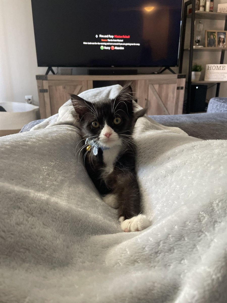 Brooklynepaigee's tweet photo. This will now be a thread of Willow pics 😻🫶 https://t.co/H4QFiRwbE0
