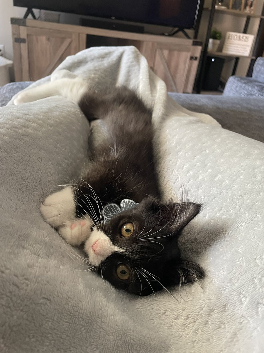Brooklynepaigee's tweet photo. This will now be a thread of Willow pics 😻🫶 https://t.co/H4QFiRwbE0
