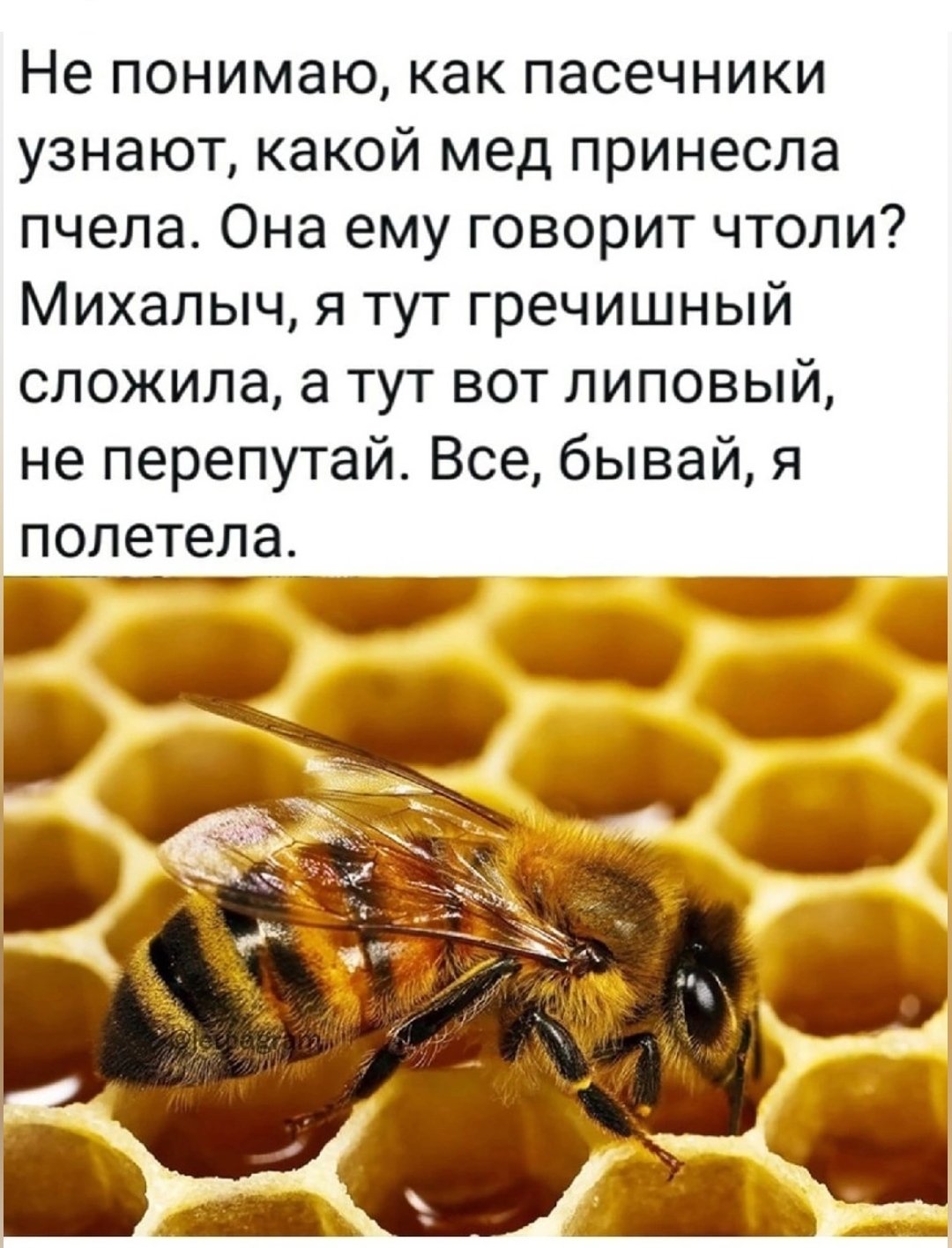 Пчелы юмор