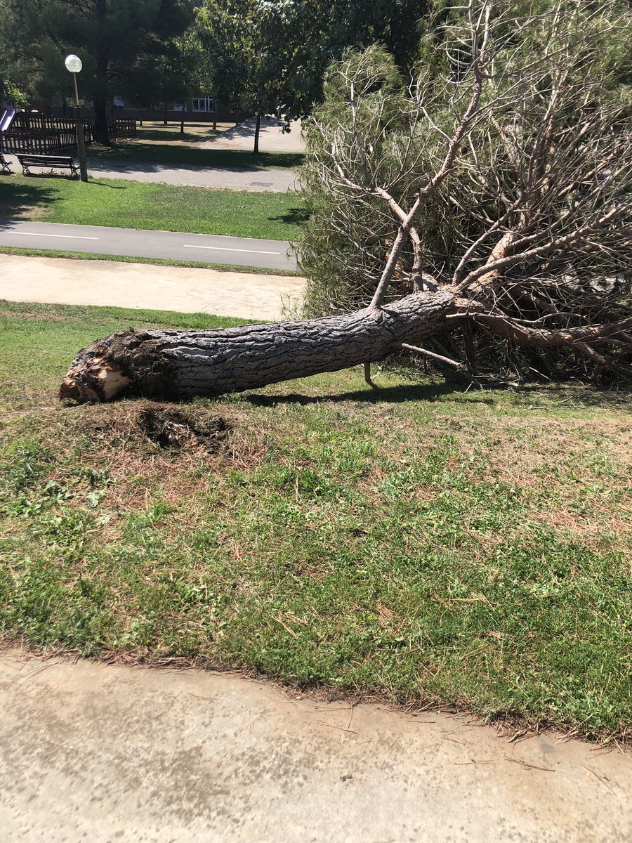 d_ilekizkur's tweet photo. La Green Capital (Vitoria-Gasteiz) se cae a cachos por la falta de cuidado: arboles enfermos, jardines “quemados”, parques para juegos infantiles destrozados por acciones incívicas a las k no da solución el @vitoriagasteiz con su especialista en destrozos @gorka__urtaran etc https://t.co/X6eJy1K8SR