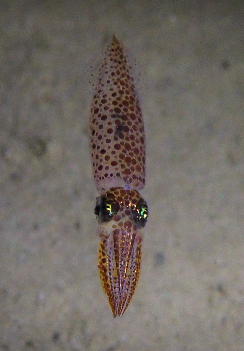 A small squid over the sand & seagrass of Portland Harbour, for last night's snorkel.
#squid #seagrass #seagrassmeadows
