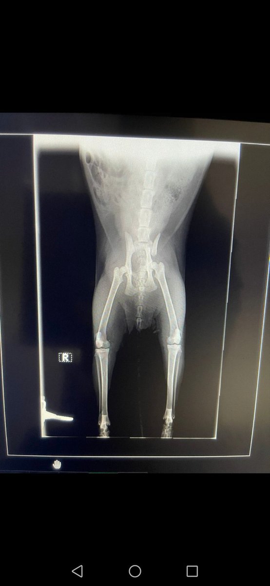 في كل كبد رطب أجر 🐈🐶❤️ صدقه جارية tweet media