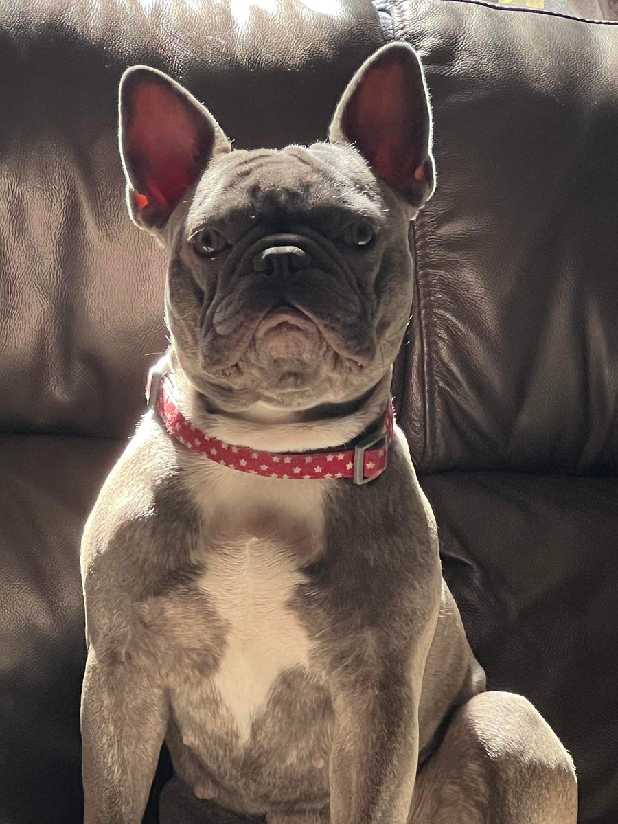 SharonLiddle3's tweet image. So cute as always #frenchbulldog #pet #pedigreedogs