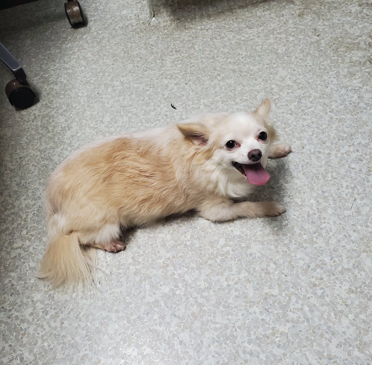 paco5775's tweet photo. Prayers needed pals...Anna is at the vet. She was shaking and disoriented and fell over when she tried to get up🙏🙏🙏🙏 #dogsoftwitter https://t.co/NUktUrfijy