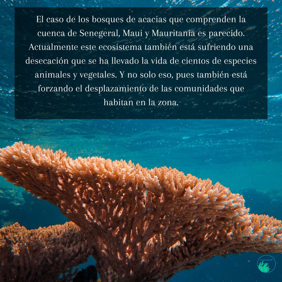 bluecarbones's tweet photo. ¿AÚN NO HAS VISTO NUESTRO POST SOBRE ECOSISTEMAS DAÑADOS? 🌅❌

Echa un vistazo a nuestro blog y descubre más sobre este problema. 

https://t.co/nAIkzTYNlT https://t.co/V9vQZFuL30