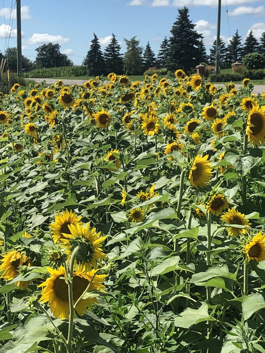 DanVanek's tweet photo. Things are coming along with the recent rains @ the Kerwood sustainability and demonstration farm! Now to tidy up for #plot22 this month on the 26th. Everyone is welcome from 9-12. Contact @dspencer307 @Nayber123 or myself to register! https://t.co/knQ11yZAyV
