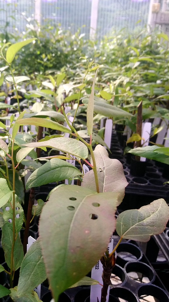 d_gotarkar's tweet photo. We are at @ORNL Tennessee,  screening #poplar genotypes for natural variation in NPQ relaxation, its been a long drive and long day, everyday so far.
@RIPEproject #NPQ #photoprotection #travelforwork #photosynthesis #travellingresearch https://t.co/NlAm3eaVfw