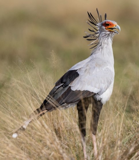 alexevans91's tweet photo. 👑 #BestOfCrest ROUND3 (pt3/16) 👑
🐦 Secretary bird
(Left 📷 Sefan Hirsch)
VS
🐦 Ruff
(Right 📷 Jay McGowan)
Who has the #BestOfCrest? Cast your vote in the poll below! #GuessTheCrest #Ornithology #Birds #TeamBird https://t.co/9wAsIbh2sp