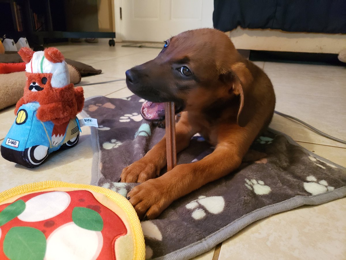 SadieBanks407's tweet photo. Rocky got his first box
#barkboxday 
#happypuppy
#furfamily https://t.co/CbwltG0CjM