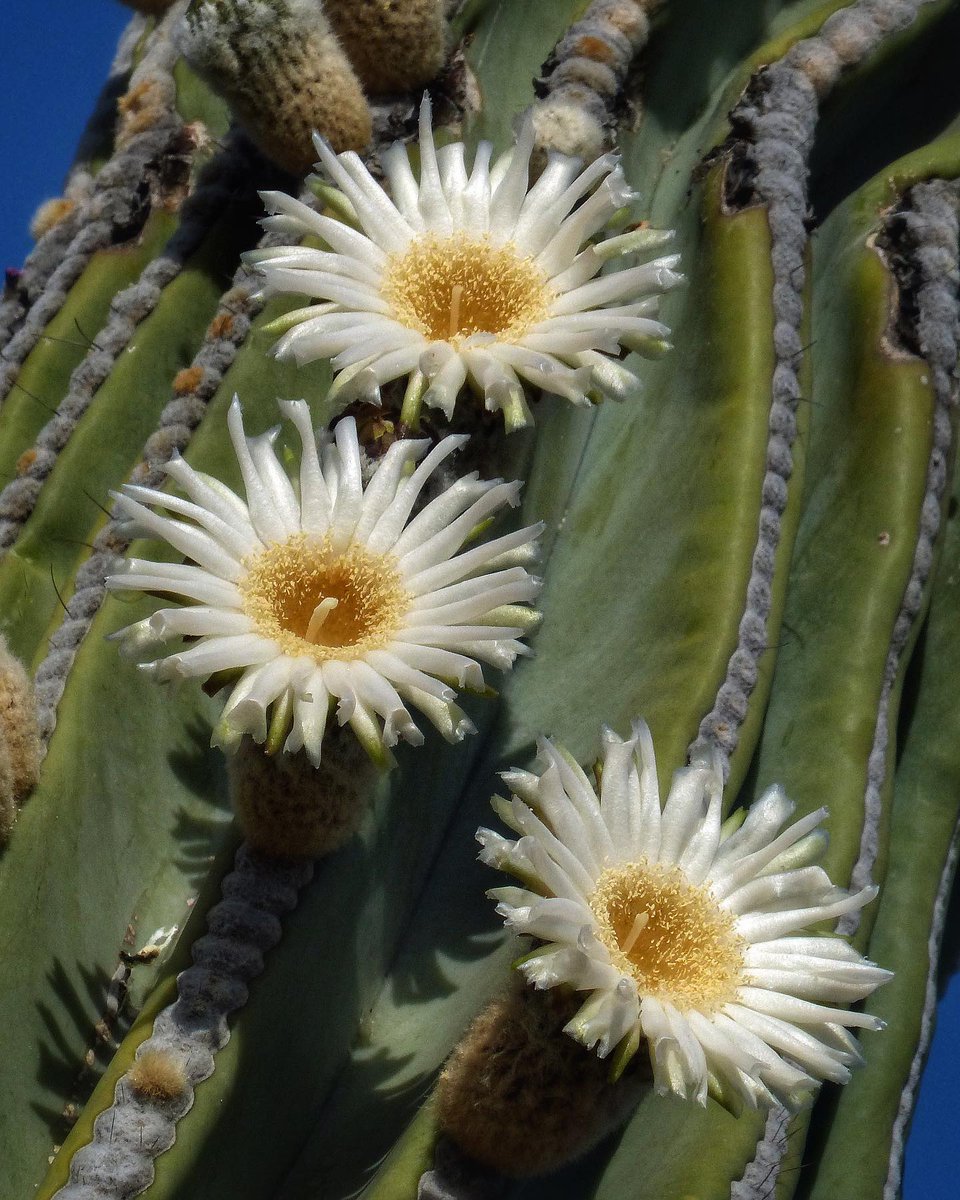 Desert Botanical Garden tweet media