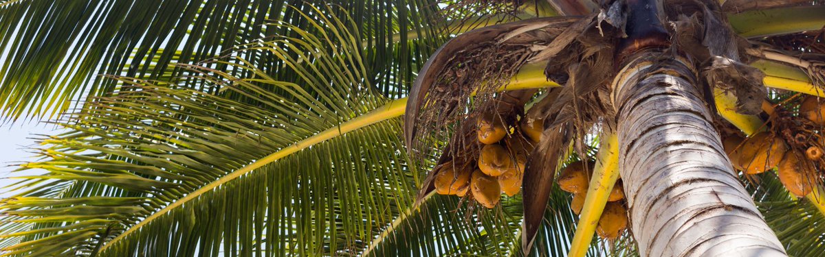 Palm trees are an iconic part of the metro Phoenix landscape, yet they can be tricky to identify! There are nine species of palm tree verified on iNaturalist for the metro Phoenix area. Join the August EcoQuest: Palms on Parade to add to the list! cazca.org/events/august-…