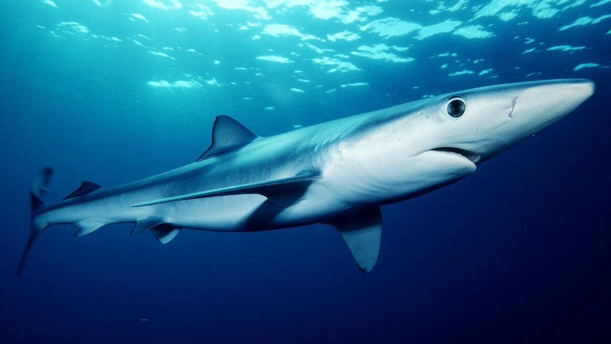 sharksdailyy's tweet photo. Requin bleu // Blue shark
𝑃𝑟𝑖𝑜𝑛𝑎𝑐𝑒 𝑔𝑙𝑎𝑢𝑐𝑎

Near Threatened
⚠️En danger critique en mer méditerranée https://t.co/0sVacNLj14