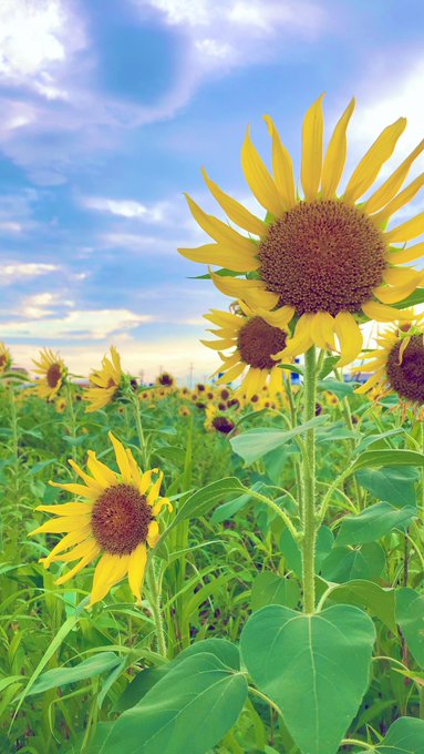 Twitterのコスプレ画像18