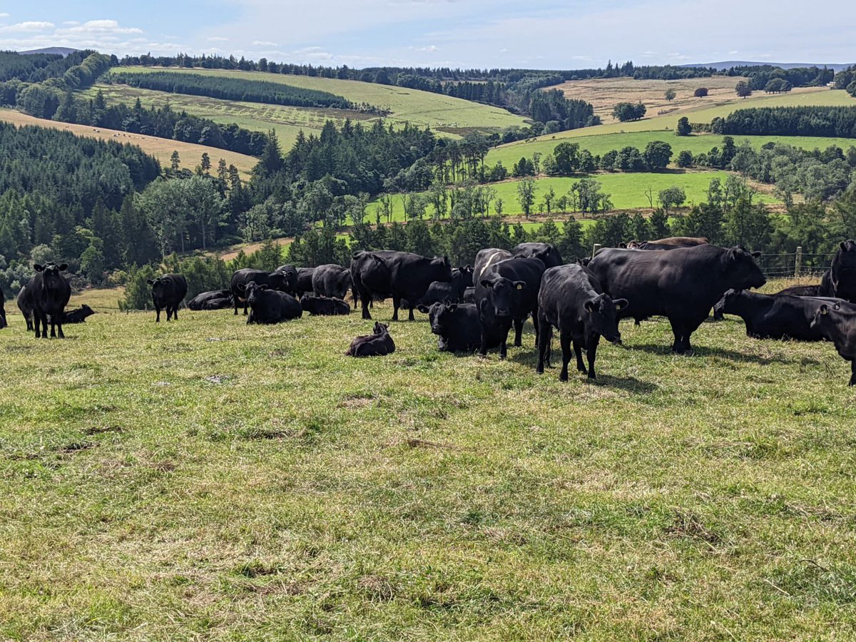 Fantastic weather yesterday for hosting the first meeting of the FAC Grazing Group ☀️ 🌱 
The farm tour gave the group a chance to see our forage rye, rotational grazing structure, winter forage and wholecrop (currently being mowed!) 🚜 🐑 🌱 
finished off with a BBQ #organicfarm
