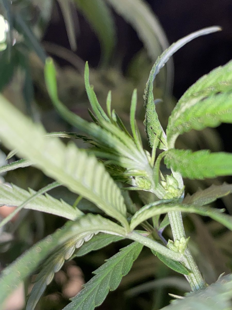 terpytrichomes's tweet photo. Ah balls… 
It didn’t take long for the Halitosis Breath bagseed to reveal itself! Disappointing, but it just means the other girls have more room for stretching! Gotta say goodbye to our little mutant😓

#Mmemberville #CannabisCommunity #livingsoil #growyourown #balls https://t.co/HIf8MbiQya