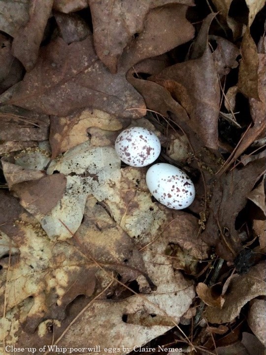 AppMountainsJV's tweet photo. Read below about how the Boiling Springs Rod and Gun Club in Virginia is managing for healthy forests and bird habitat on its private property!

https://t.co/h5NBe1wLL6 https://t.co/yUK4wd1Toh