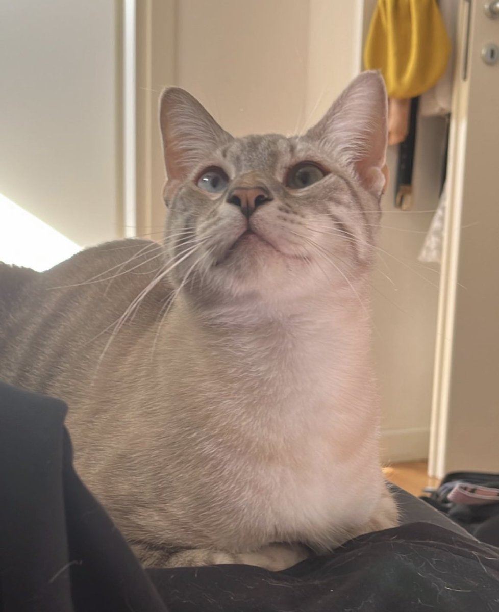 daviddamlano99's tweet photo. @ItaImagine @underctrrl Meow meow https://t.co/uWw8PSMY9v