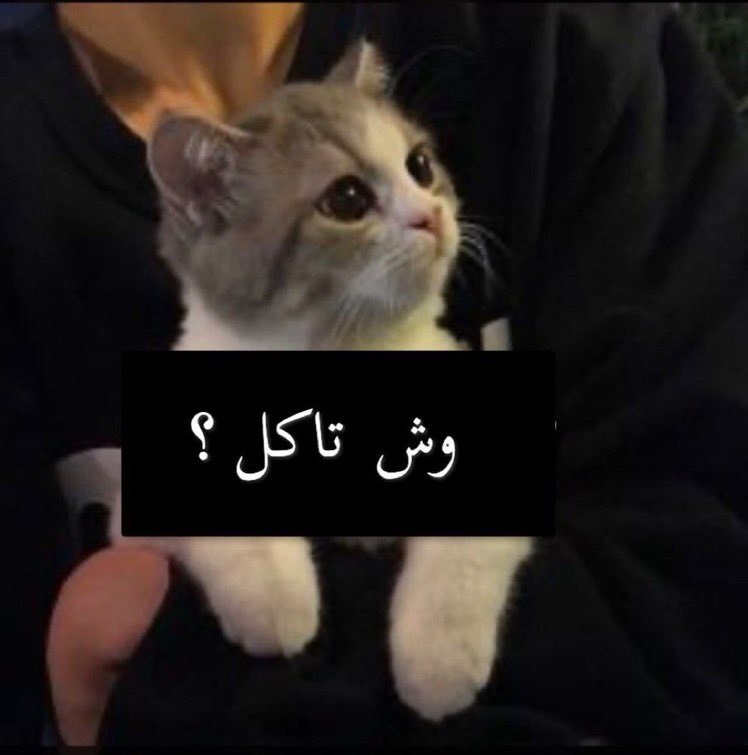 xoturkii's tweet photo. أحد يرسلي ڤويس وهو ياكل و يتكلم عن موضوع مهم 
أنا https://t.co/xBlyBZTmJP