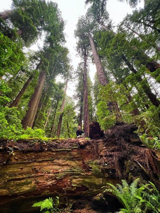 Greetings from Endor! #starwars #redwoods https://t.co/q9iSWVxp4g<a href="/tag/starwars"class="tags">#starwars</a><a href="/tag/redwoods"class="tags">#redwoods</a>