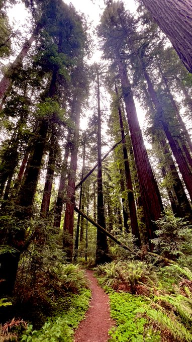 Greetings from Endor! #starwars #redwoods https://t.co/q9iSWVxp4g<a href="/tag/starwars"class="tags">#starwars</a><a href="/tag/redwoods"class="tags">#redwoods</a>
