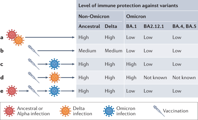 SARS-CoV-2 hybrid immunity: silver bullet or silver lining? dlvr.it/SWLkm2